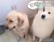 店主询问他们要求多少啤酒和香蕉，结果是金毛