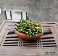 小苔藓和兰花花可以制作桌花的风景。