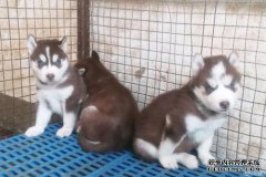 狗市场的狗主人以500元出售西伯利亚哈士奇犬。