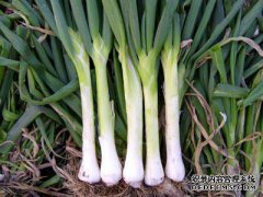 我可以吃些什么去尝试洋葱？