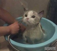 如果猫洗澡后怕吹风机会怎样？