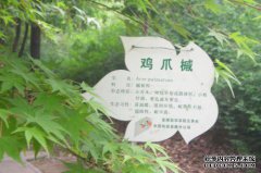 植物蛋糕，百科全书，名片