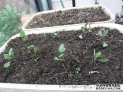 如何移植茄子幼苗