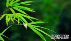 [豆芽从墙上出来]