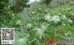 如何种植麻