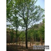 东烧报价
