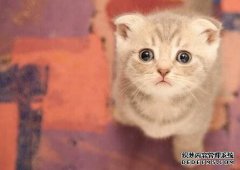 如何治疗猫的传染性腹膜炎