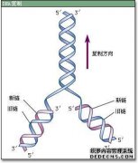 DNA复制中的酶及其主要功能是什么？