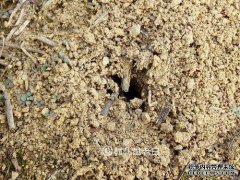 在野外吃蚂蚁的动物。它很难捉住，但被称为石