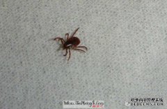 他梦到放下右大腿，梦见周恭。